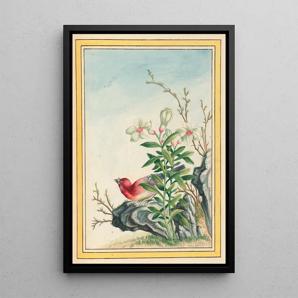 Pierre Joseph Buchoz - Plantes de Chine Pl038.webp