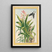 Pflanzen aus China Pl041 - Pierre Joseph Buchoz — gerahmtes Bild an der Wand