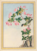 Pflanzen Chinas Pl042 - Pierre Joseph Buchoz — Ansicht des Kunstwerks