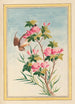 Pflanzen aus China Pl043 - Pierre Joseph Buchoz — Ansicht des Kunstwerks