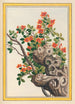 Pflanzen aus China Pl066 - Pierre Joseph Buchoz — Ansicht des Kunstwerks