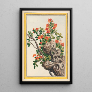 Pierre Joseph Buchoz - Plantes de Chine Pl066.webp