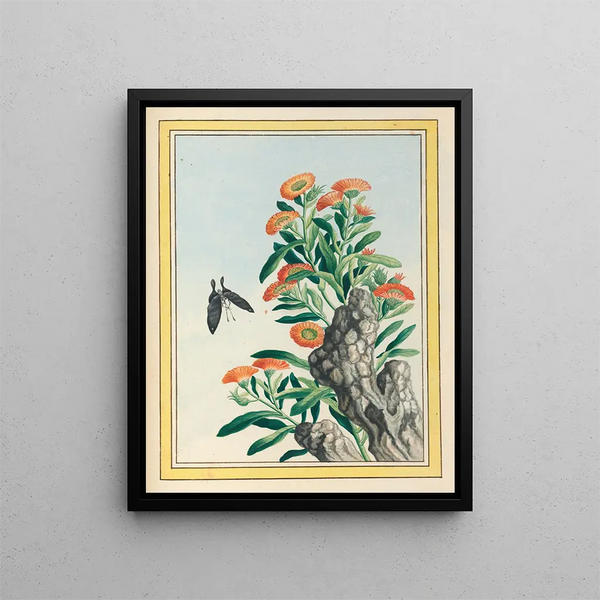 Pierre Joseph Buchoz - Plantes de Chine Pl078.webp