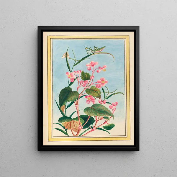 Pierre Joseph Buchoz - Plantes de Chine Pl080.webp