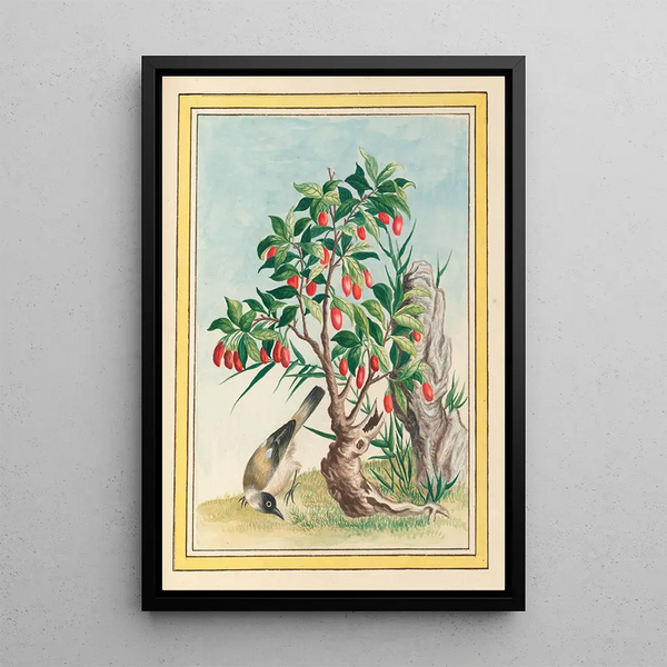 Pierre Joseph Buchoz - Plantes de Chine Pl087.webp