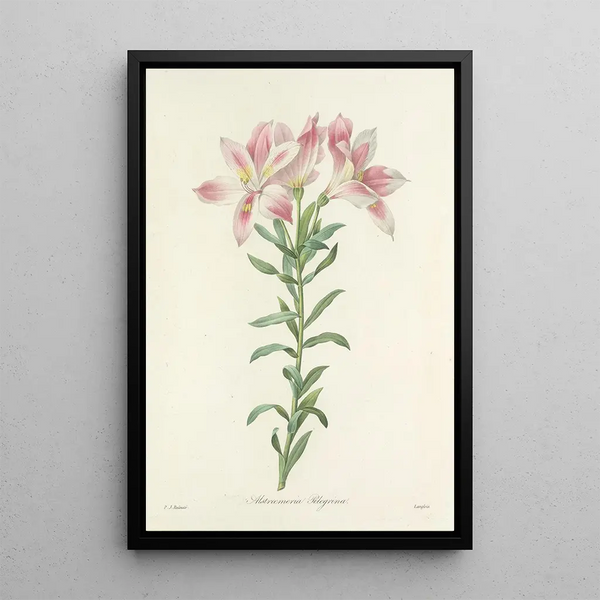 Auswahl der schönsten Blumen pl 003 - Pierre Joseph Redouté — gerahmtes Bild an der Wand