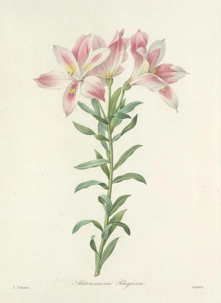 Pierre Joseph Redout - Choix des plus belles fleurs pl 003.webp