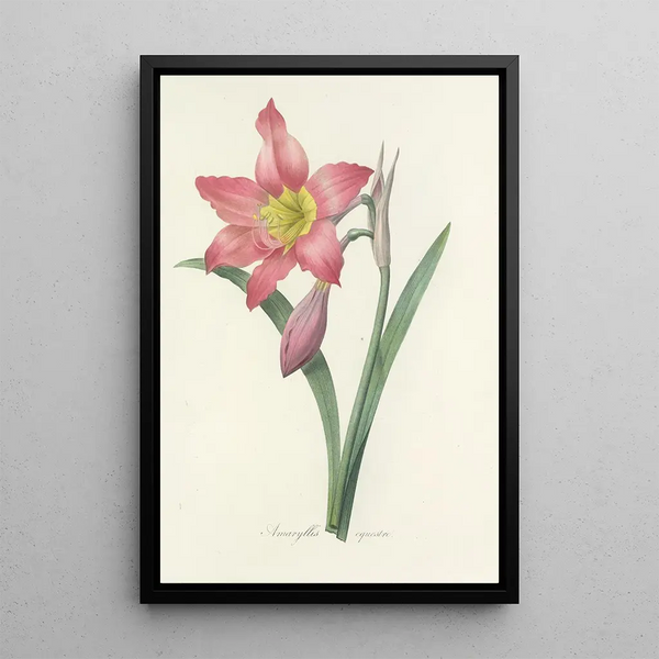 Auswahl der schönsten Blumen pl 006 - Pierre Joseph Redouté — gerahmtes Bild an der Wand