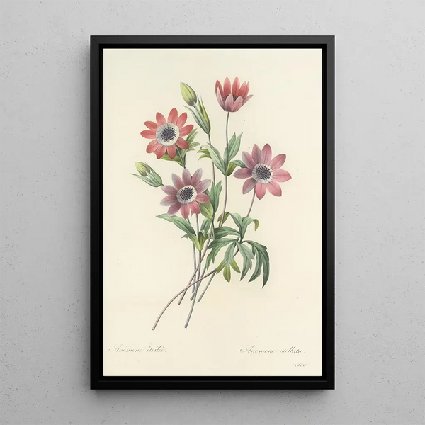 Auswahl der schönsten Blumen pl 009 - Pierre Joseph Redouté — gerahmtes Bild an der Wand