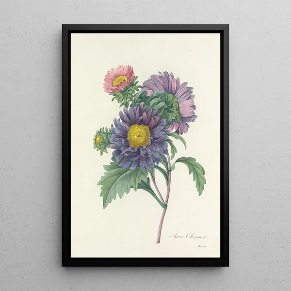 Auswahl der schönsten Blumen pl 010 - Pierre Joseph Redouté — gerahmtes Bild an der Wand