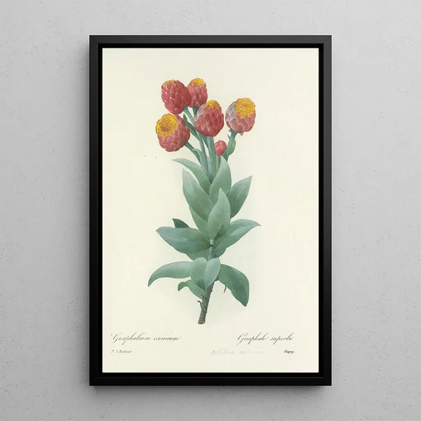 Auswahl der schönsten Blumen pl 011 - Pierre Joseph Redouté — gerahmtes Bild an der Wand