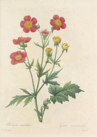 Pierre Joseph Redout - Choix des plus belles fleurs pl 012.webp