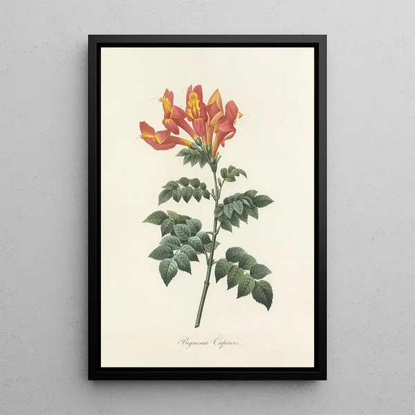 Auswahl der schönsten Blumen pl 013 - Pierre Joseph Redouté — gerahmtes Bild an der Wand