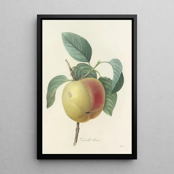 Auswahl der schönsten Blumen pl 014 - Pierre Joseph Redouté — gerahmtes Bild an der Wand