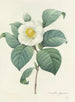 Auswahl der schönsten Blumen pl 016 - Pierre-Joseph Redouté — Ansicht des Kunstwerks