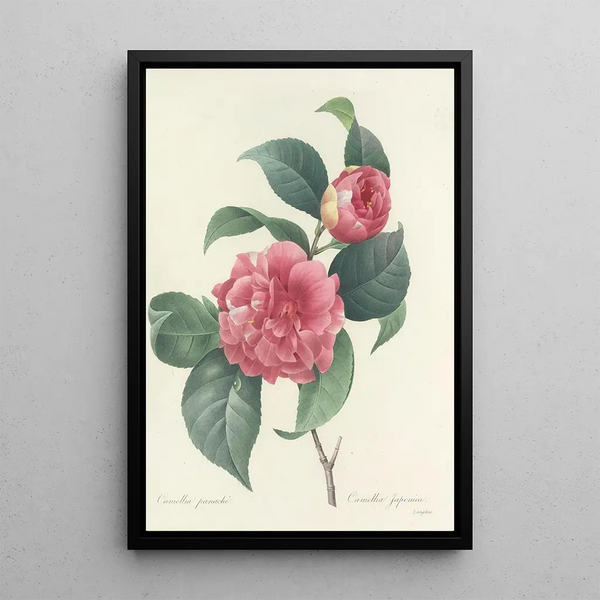 Auswahl der schönsten Blumen pl 018 - Pierre Joseph Redouté — gerahmtes Bild an der Wand