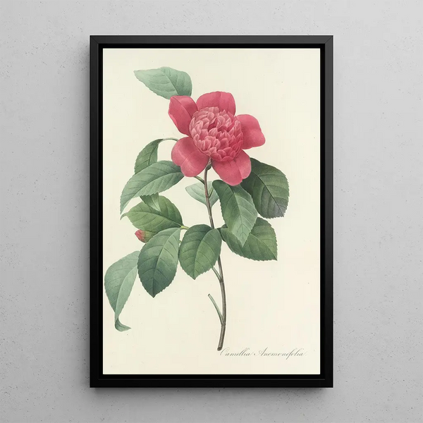 Auswahl der schönsten Blumen pl 019 - Pierre Joseph Redouté — gerahmtes Bild an der Wand