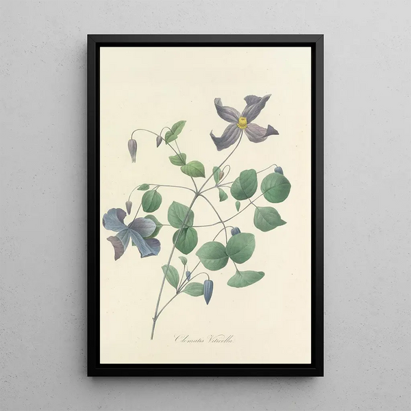 Auswahl der schönsten Blumen pl 025 - Pierre Joseph Redouté — gerahmtes Bild an der Wand