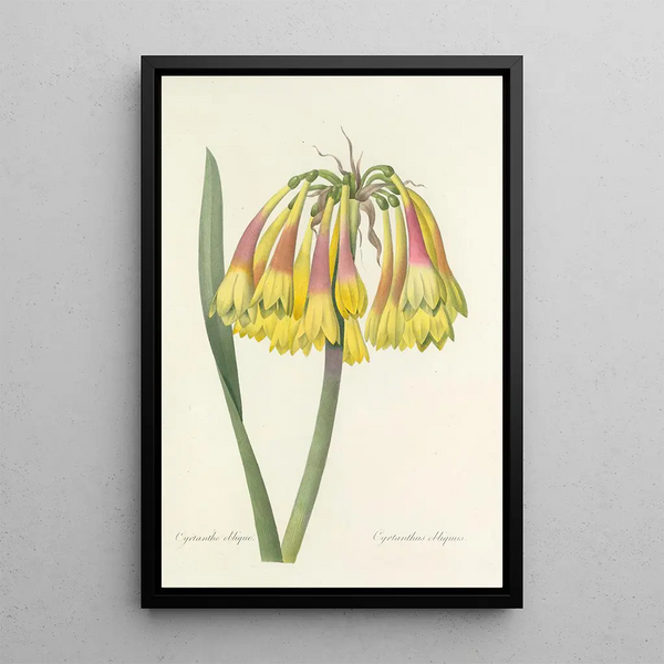 Auswahl der schönsten Blumen pl 030 - Pierre Joseph Redouté — gerahmtes Bild an der Wand