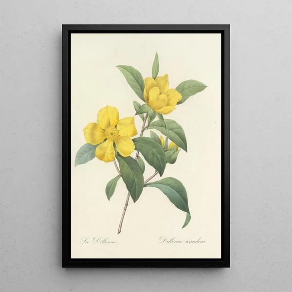 Auswahl der schönsten Blumen pl 035 - Pierre Joseph Redouté — gerahmtes Bild an der Wand