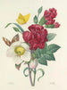 Auswahl der schönsten Blumen pl 037 - Pierre-Joseph Redouté — Ansicht des Kunstwerks
