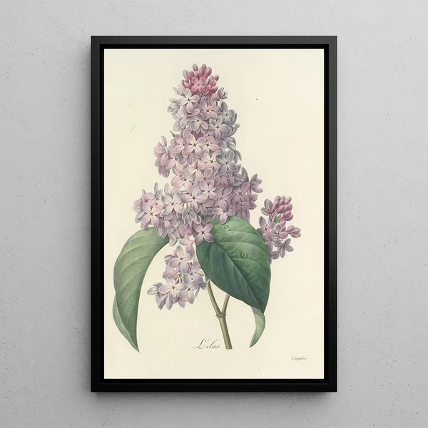 Auswahl der schönsten Blumen pl 042 - Pierre Joseph Redouté — gerahmtes Bild an der Wand