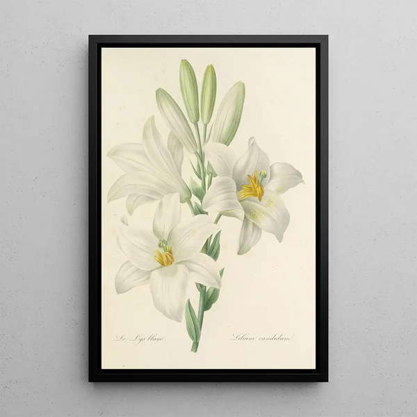Auswahl der schönsten Blumen pl 045 - Pierre Joseph Redouté — gerahmtes Bild an der Wand