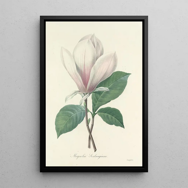 Auswahl der schönsten Blumen pl 046 - Pierre Joseph Redouté — gerahmtes Bild an der Wand
