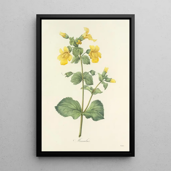 Auswahl der schönsten Blumen pl 048 - Pierre Joseph Redouté — gerahmtes Bild an der Wand
