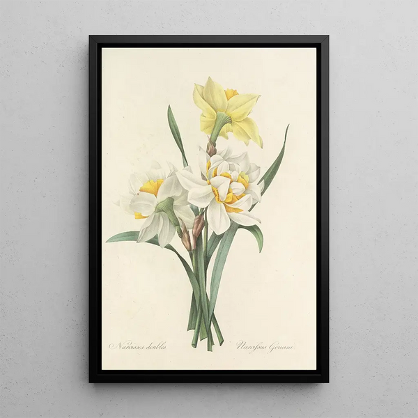 Auswahl der schönsten Blumen pl 051 - Pierre Joseph Redouté — gerahmtes Bild an der Wand