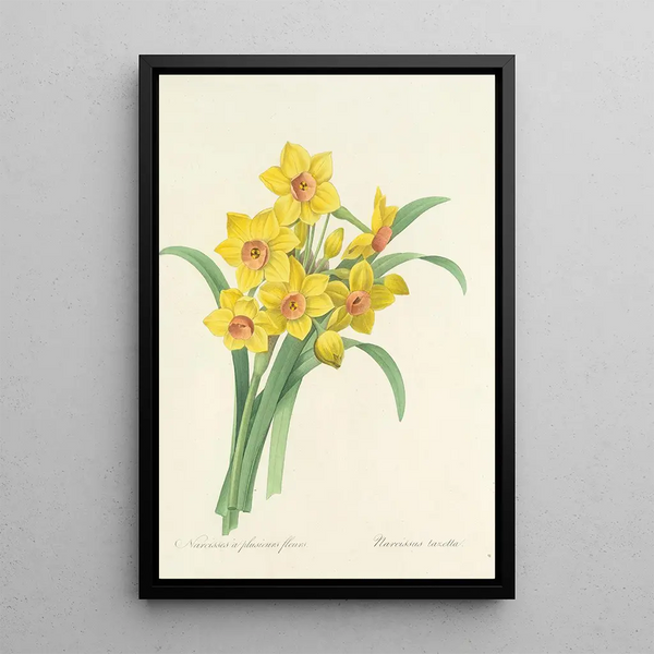 Auswahl der schönsten Blumen pl 052 - Pierre Joseph Redouté — gerahmtes Bild an der Wand