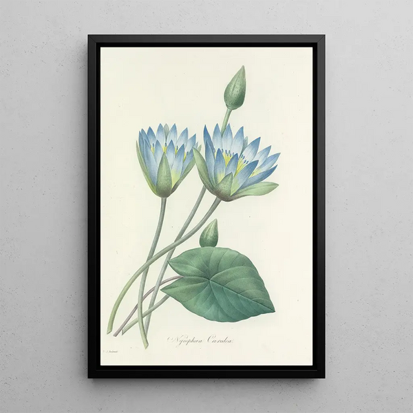 Auswahl der schönsten Blumen pl 055 - Pierre Joseph Redouté — gerahmtes Bild an der Wand