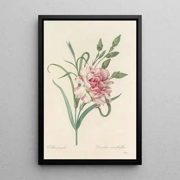 Auswahl der schönsten Blumen pl 056 - Pierre Joseph Redouté — gerahmtes Bild an der Wand