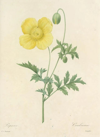 Pierre Joseph Redout - Choix des plus belles fleurs pl 060.webp