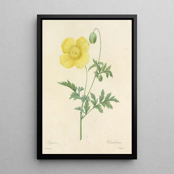 Auswahl der schönsten Blumen pl 060 - Pierre Joseph Redouté — gerahmtes Bild an der Wand