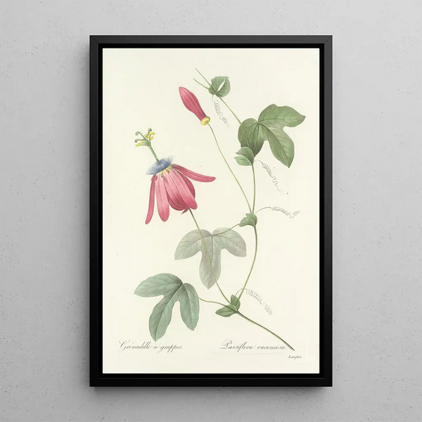 Auswahl der schönsten Blumen pl 062 - Pierre Joseph Redouté — gerahmtes Bild an der Wand