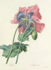 Auswahl der schönsten Blumen pl 063 - Pierre-Joseph Redouté — Ansicht des Kunstwerks