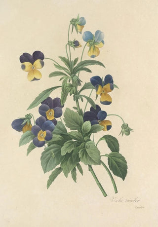 Pierre Joseph Redout - Choix des plus belles fleurs pl 066.webp