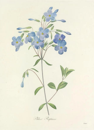 Pierre Joseph Redout - Choix des plus belles fleurs pl 070.webp