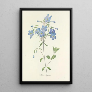 Pierre Joseph Redout - Choix des plus belles fleurs pl 070.webp