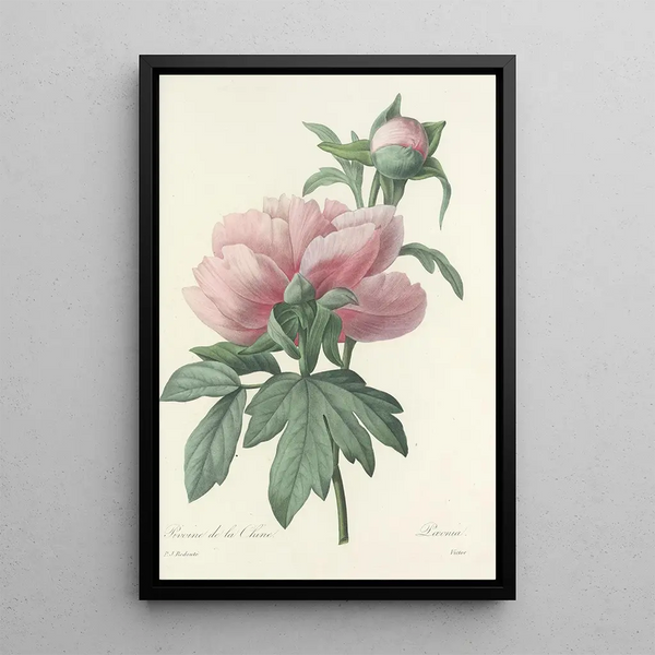 Auswahl der schönsten Blumen pl 071 - Pierre Joseph Redouté — gerahmtes Bild an der Wand