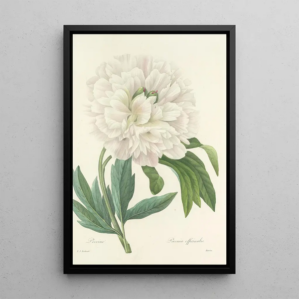 Auswahl der schönsten Blumen pl 072 - Pierre Joseph Redouté — gerahmtes Bild an der Wand