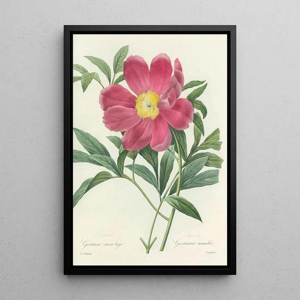 Auswahl der schönsten Blumen pl 075 - Pierre Joseph Redouté — gerahmtes Bild an der Wand
