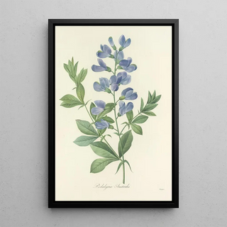 Pierre Joseph Redout - Choix des plus belles fleurs pl 077.webp