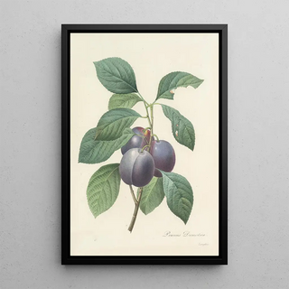 Pierre Joseph Redout - Choix des plus belles fleurs pl 083.webp