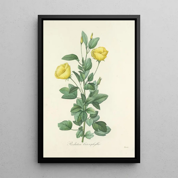 Auswahl der schönsten Blumen pl 084 - Pierre Joseph Redouté — gerahmtes Bild an der Wand