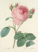 Auswahl der schönsten Blumen pl 086 - Pierre-Joseph Redouté — Ansicht des Kunstwerks