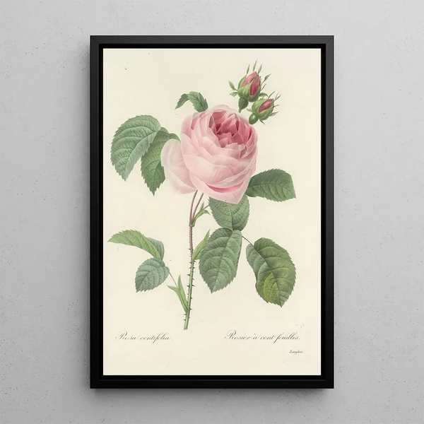 Auswahl der schönsten Blumen pl 087 - Pierre Joseph Redouté — gerahmtes Bild an der Wand