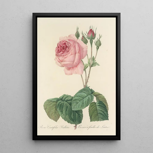 Auswahl der schönsten Blumen pl 089 - Pierre Joseph Redouté — gerahmtes Bild an der Wand