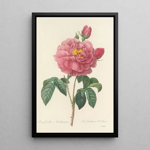 Auswahl der schönsten Blumen pl 090 - Pierre Joseph Redouté — gerahmtes Bild an der Wand